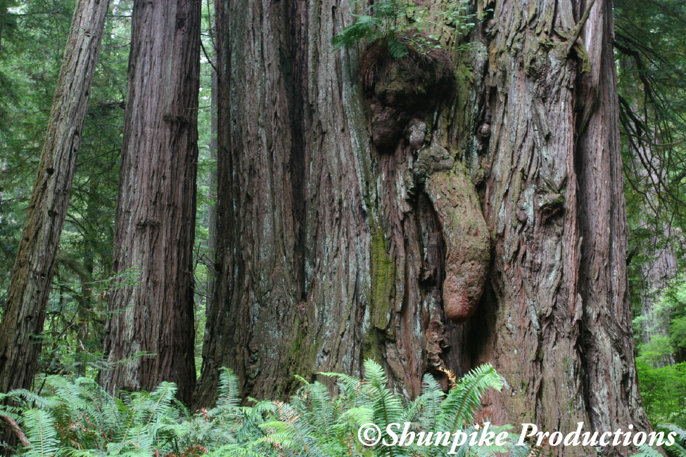 Penis Tree